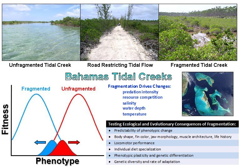 Ecosystem Fragmentation in Bahamian Tidal Creeks